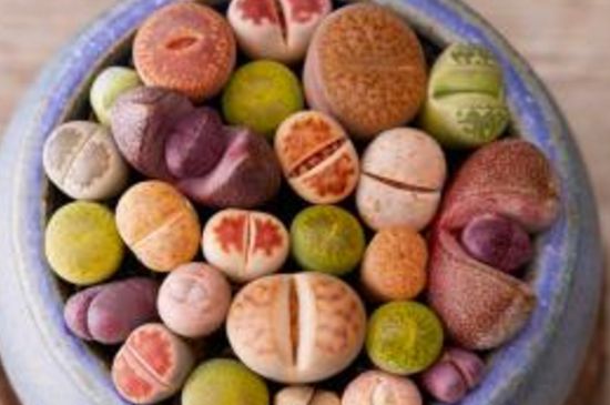 多肉的种类图片及名字