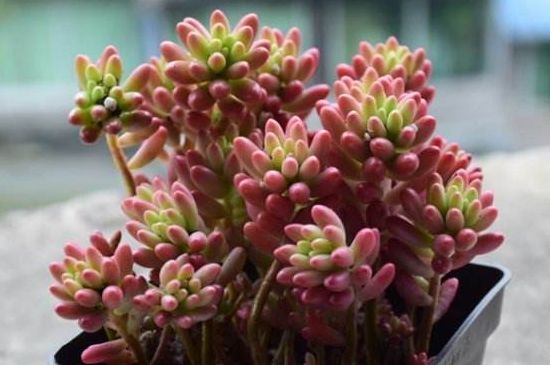 多肉的种类图片及名字