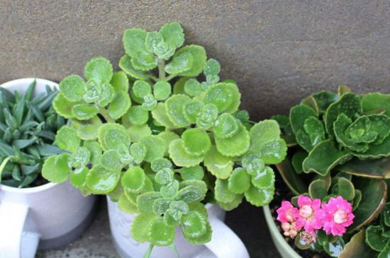 多肉的种类图片及名字