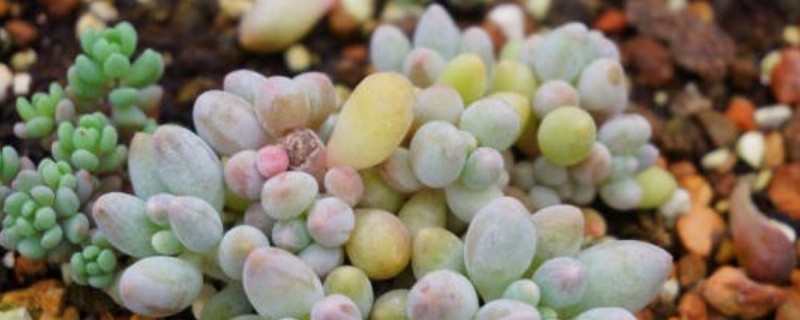 多肉瓣如何栽活