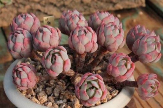 多肉瓣如何栽活