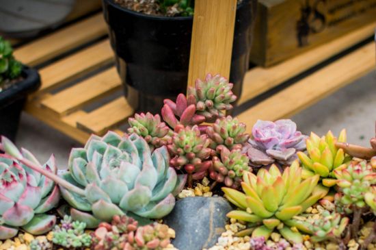 多肉瓣如何栽活