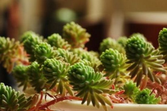 多肉瓣如何栽活