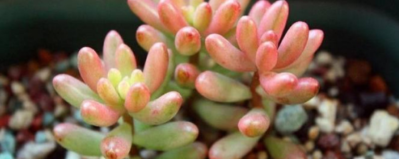 新手养肉肉的留意事项