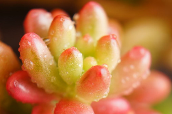 新手养肉肉的留意事项