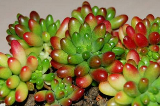 新手养肉肉的留意事项