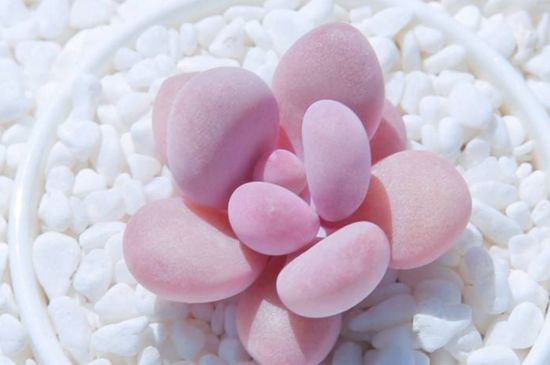 桃蛋服盆的表现