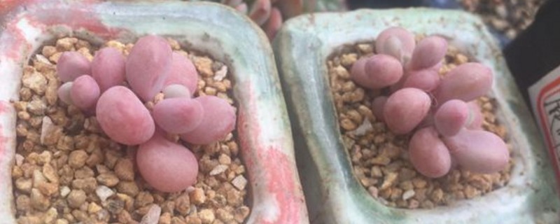 桃蛋夏季为何必死