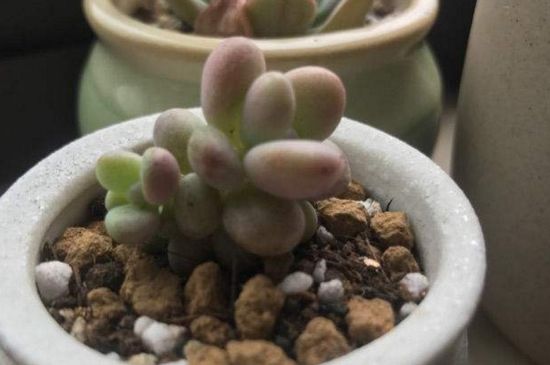 桃蛋夏季为何必死