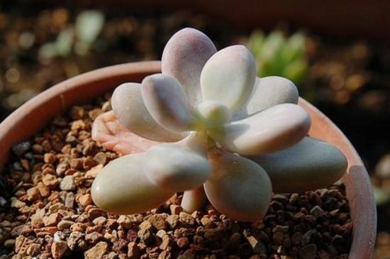 桃蛋夏季为何必死