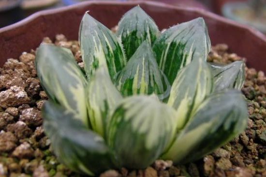 盘点昂贵玉露的种类