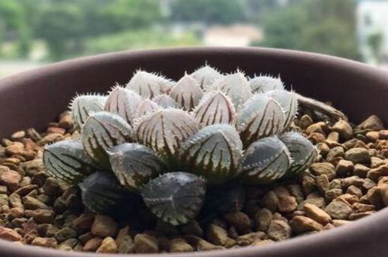 盘点昂贵玉露的种类