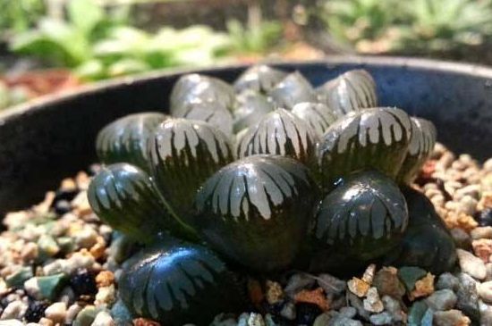 盘点昂贵玉露的种类