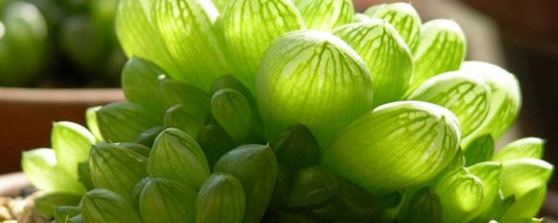 玉露颜色变暗是为何