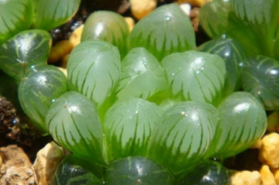 玉露颜色变暗是为何