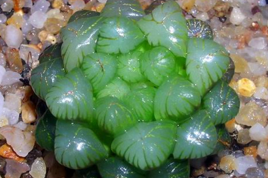 玉露颜色变暗是为何