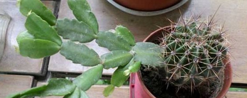 仙人球分离小球办法