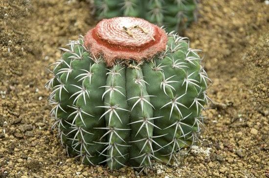 仙人球分离小球办法