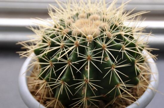 仙人球分离小球办法