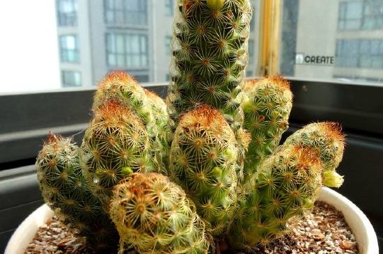 仙人球分离小球办法