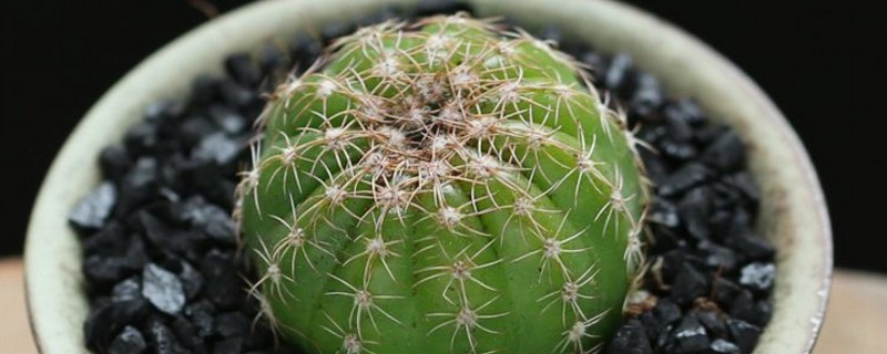 仙人柱124种常见种类