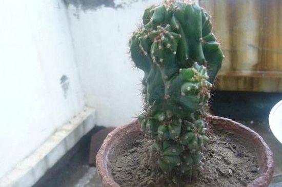 仙人柱124种常见种类