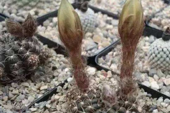 仙人柱124种常见种类