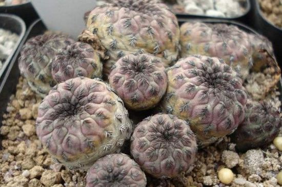 仙人柱124种常见种类