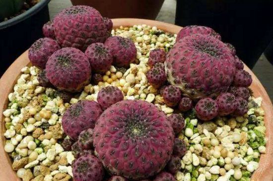 仙人柱124种常见种类