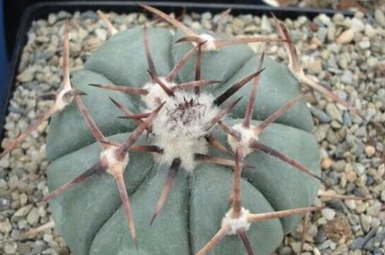 仙人柱124种常见种类