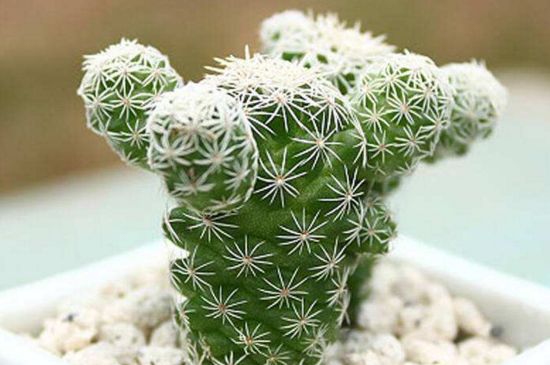 仙人柱124种常见种类