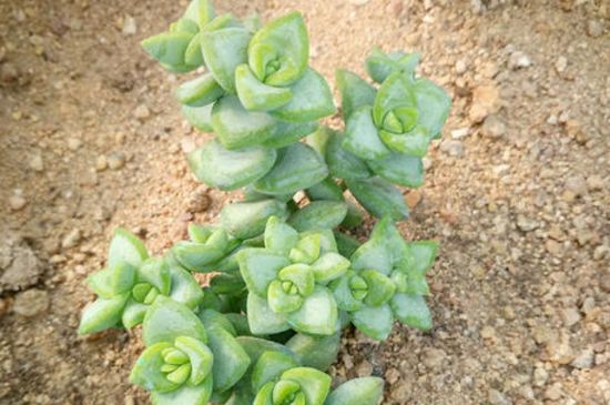 仙人柱124种常见种类