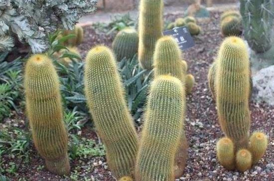 仙人柱124种常见种类