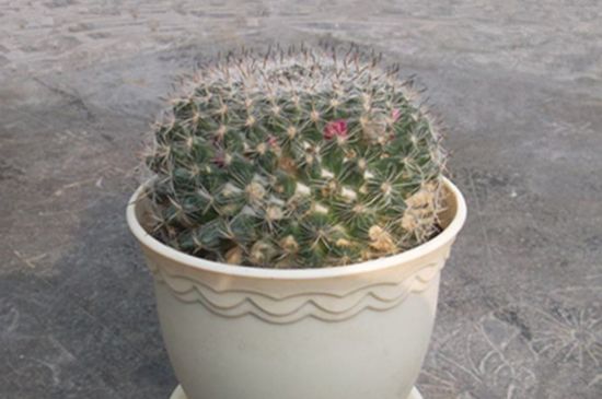 仙人柱124种常见种类