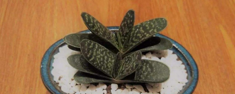 多肉子宝如何爆盆