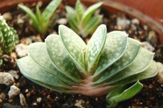 多肉子宝如何爆盆