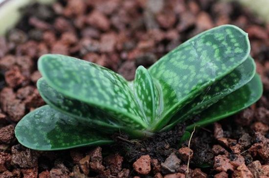 多肉子宝如何爆盆