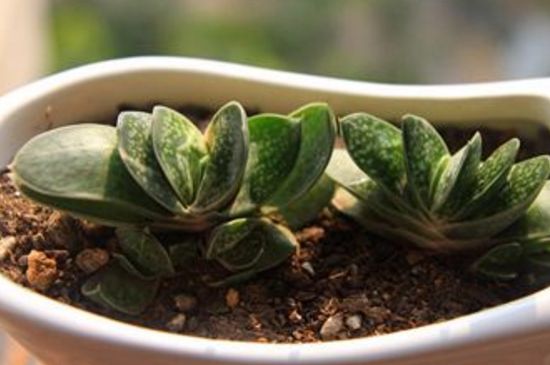 多肉子宝如何爆盆