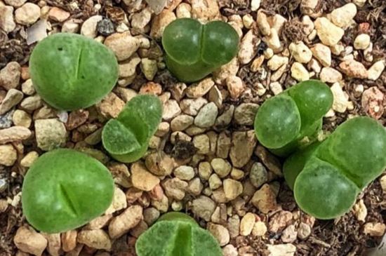 毛汉尼夏季如何养吗