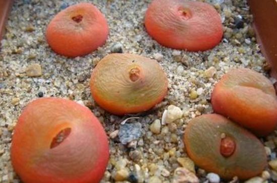 毛汉尼夏季如何养吗