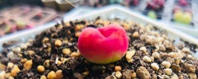 毛汉尼如何度夏