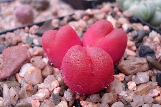 毛汉尼如何度夏