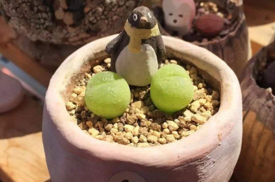 毛汉尼如何度夏