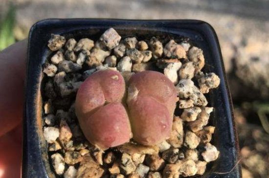 生石花毛汉尼如何养