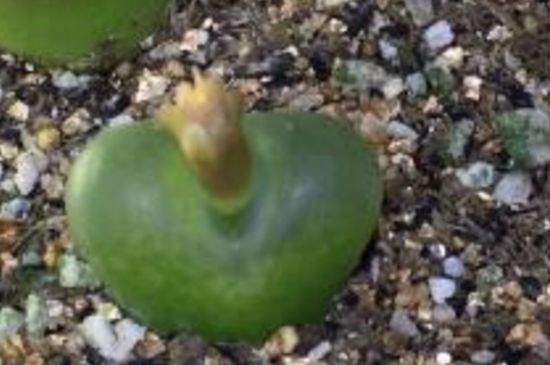 生石花毛汉尼如何养