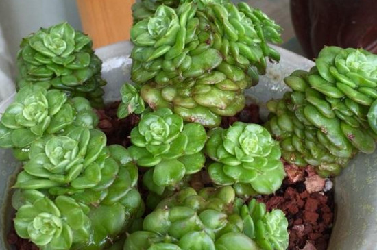 腊牡丹多肉的养殖办法