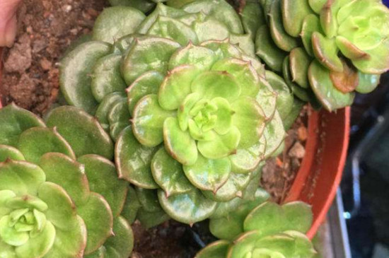 腊牡丹多肉的养殖办法