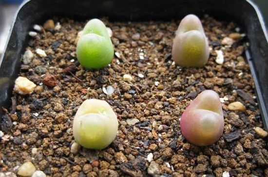 毛汉尼要如何服盆生根