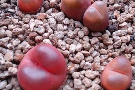 毛汉尼要如何服盆生根