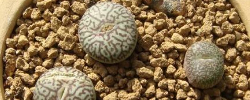 墨小锥如何看好坏